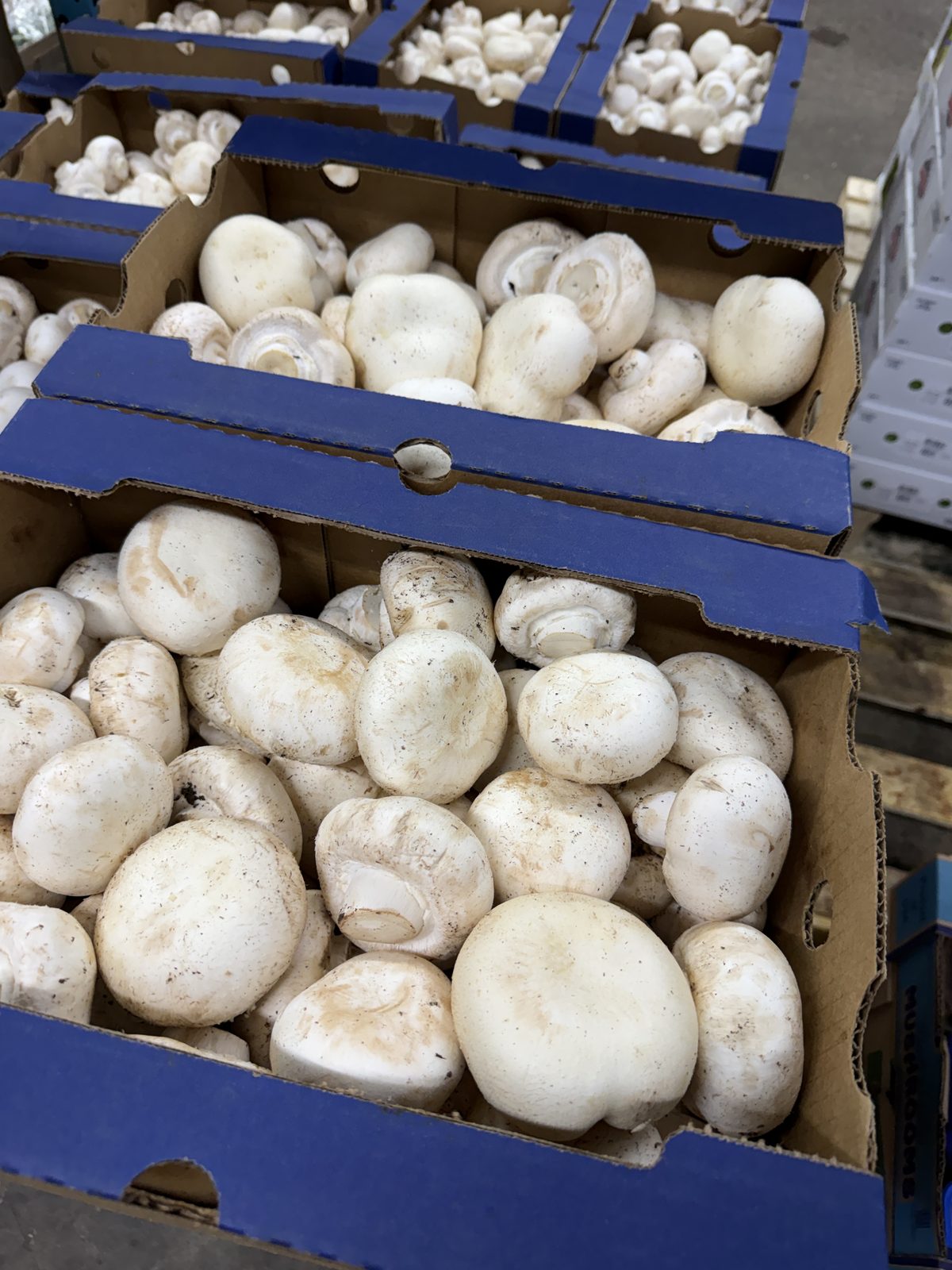 MAK Silver Dollar Mushrooms